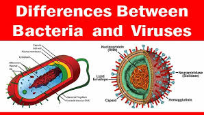 Sự Khác Biệt Giữa Vi trùng (Viruses) Và Vi Khuẩn (Bacteria)