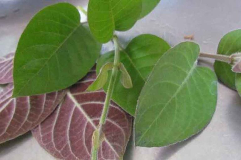 Công Dụng Chữa Bệnh Tuyệt Vời Của Lá Mơ Lông