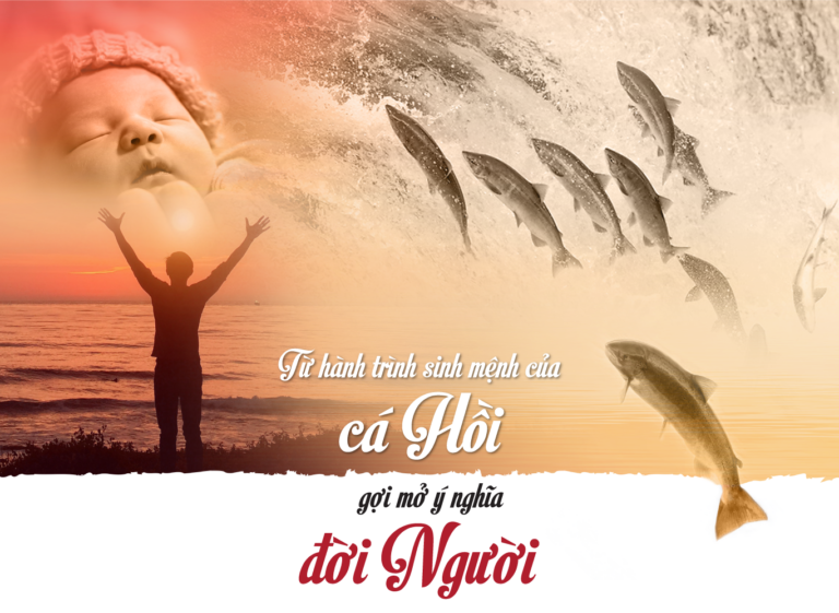 Cá Hồi và ý nghĩa cuộc đời