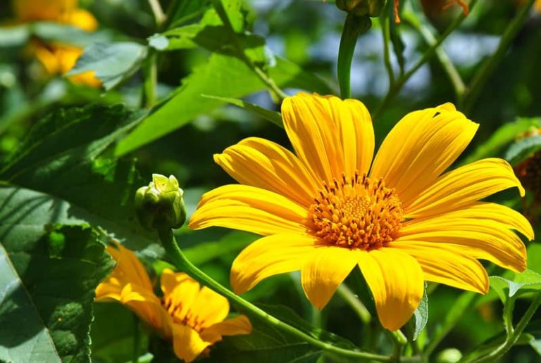 Câu chuyện về các loài hoa