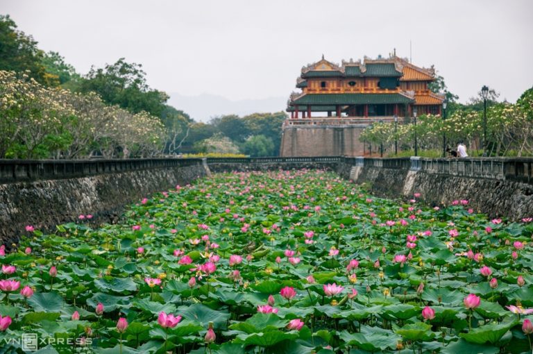 Mùa sen xứ Huế