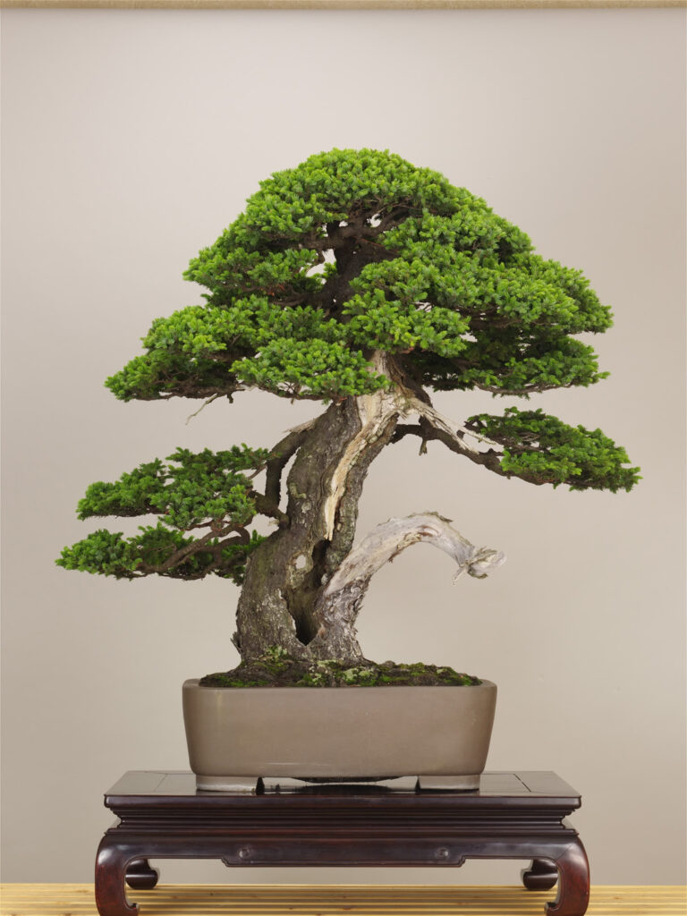 Những nét khái quát về nghệ thuật Bonsai Nhật Bản