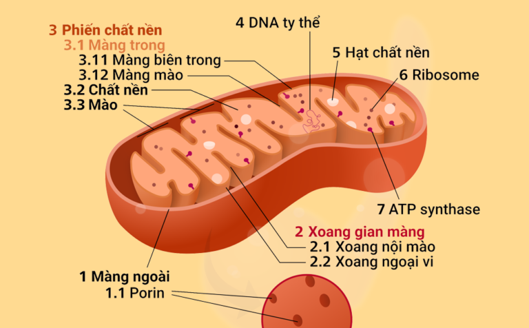Tìm hiểu ty thể – “nhà máy phát điện” siêu xịn sò của cơ thể