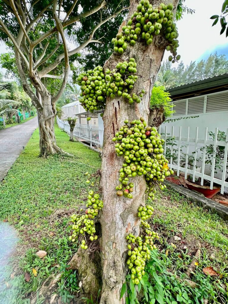 Dài dòng ngày 19 tháng 8 – Lm. Anmai, CSsR