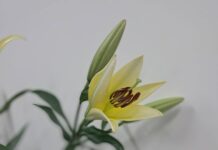 THA THỨ – KHÔNG PHẢI ĐỂ QUÊN, MÀ ĐỂ ĐƯỢC TỰ DO – Lm. Anmai, CSsR