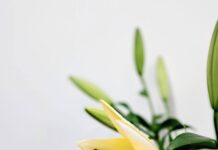 NGƯỜI CÔNG GIÁO CÓ ĐƯỢC HỎA TÁNG KHÔNG? TRO CỐT PHẢI ĐỂ Ở ĐÂU? – Lm. Anmai, CSsR