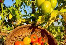 CHUYỆN THIÊN HẠ: BỚT BÌNH LUẬN LẠI – Lm. Anmai, CSsR