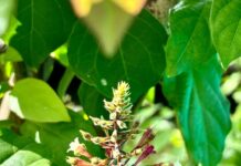 KHI NGƯỜI NGHÈO BỊ BIẾN THÀNH PHƯƠNG TIỆN ĐÁNH BÓNG TÊN TUỔI: NỖI ĐAU CỦA MỘT LÒNG BÁC ÁI ĐÁNH MẤT TÌNH THƯƠNG – Lm. Anmai, CSsR